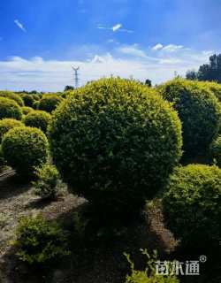 冠幅80厘米金森女贞球