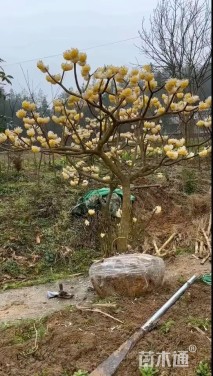 高度100厘米结香