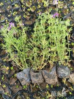 高度20厘米美女樱