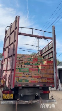 高度20厘米鱼腥草