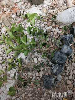 高度30厘米茶梅小苗