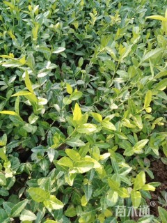 主蔓长30厘米小叶扶芳藤