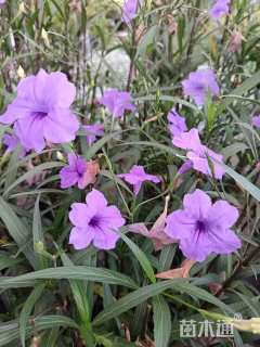 高度60厘米翠芦莉