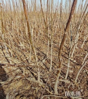 高度100厘米核桃
