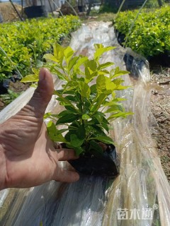 高度20厘米金叶假连翘