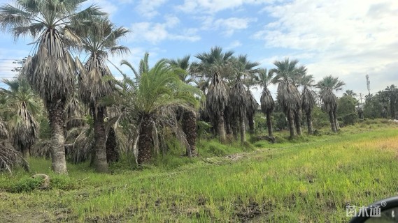 裸干高300厘米华棕
