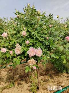 高度75厘米月季