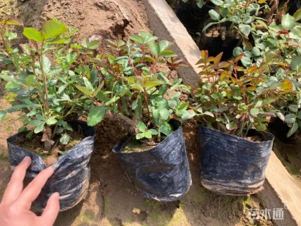 高度20厘米月季