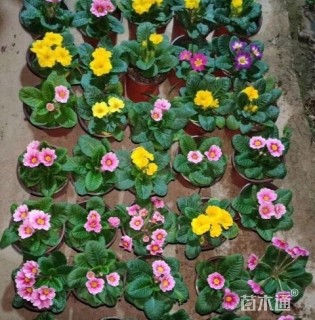 高度10厘米报春花