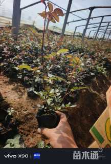 高度20厘米月季