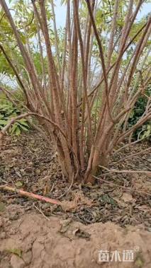 高度350厘米金叶接骨木