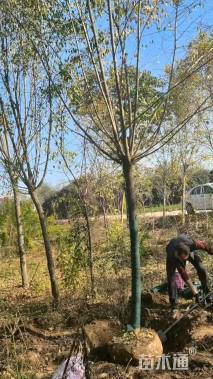 高度200厘米白皮松