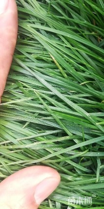 高羊茅