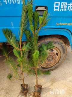 高度120厘米黑松