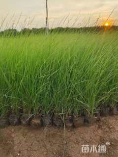 高度25厘米粉黛乱子草