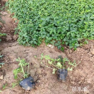 高度17厘米三叶委陵菜