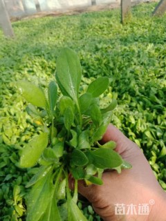 高度15厘米黑心菊