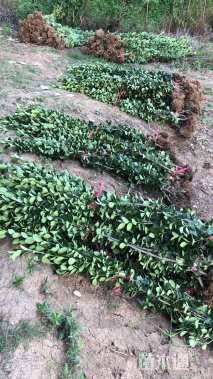 高度120厘米北海道黄杨