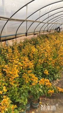 高度30厘米三角梅