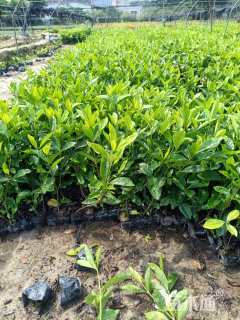 高度30厘米大叶栀子