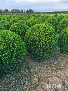 冠幅70厘米卫矛球