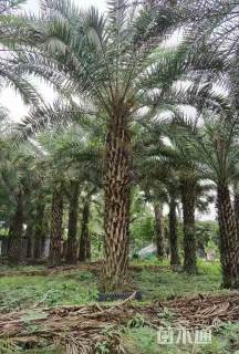 裸干高400厘米中东海枣