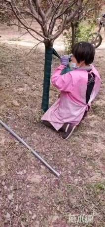 5公分红宝石海棠