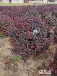 高度60厘米紫叶小檗