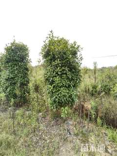 高度250厘米红叶石楠柱