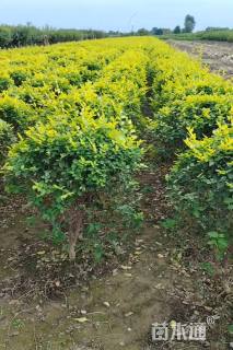 冠幅60厘米金叶榆球