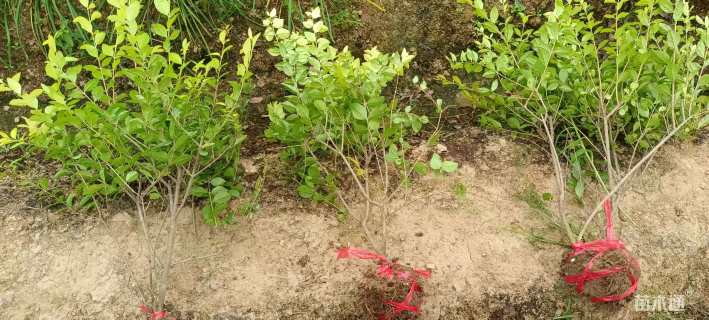 高度35厘米金叶女贞