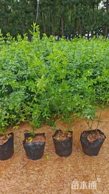 高度35厘米云南黄馨又叫 迎春柳