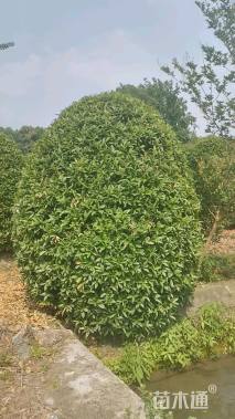 冠幅180厘米桂花球