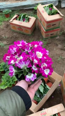 高度40厘米瓜叶菊