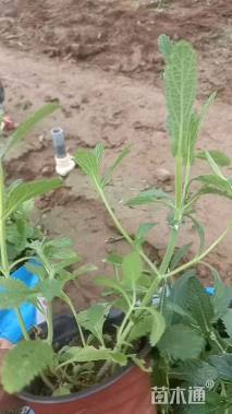 高度15厘米马鞭草