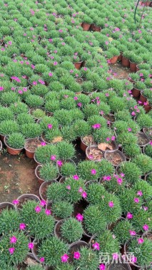 高度5厘米欧石竹