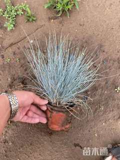 蓝羊茅