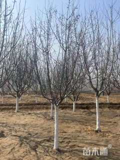 高度360厘米当娜海棠