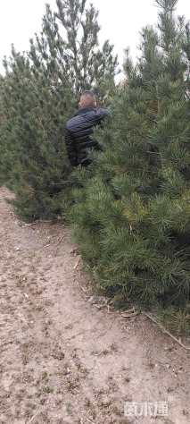 高度4厘米白皮松