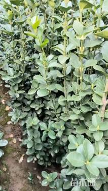 高度160厘米北海道黄杨