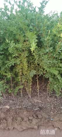 高度80厘米锦鸡儿