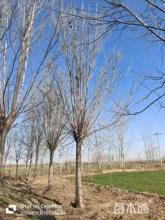 18公分速生白蜡