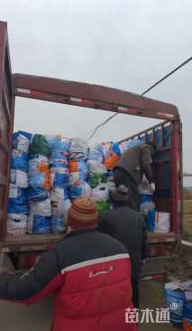 高度20厘米美女樱