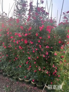 250厘米藤本月季