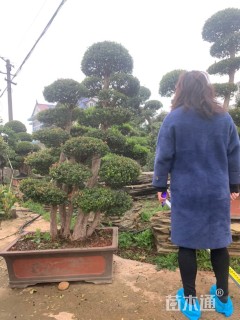 10公分造型赤楠