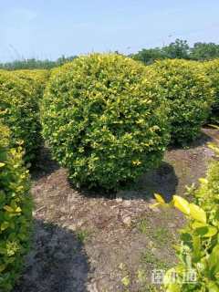 冠幅90厘米金叶女贞球