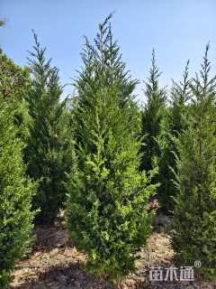 高度180厘米蜀桧