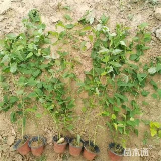 高度75厘米棣棠 重瓣棣棠