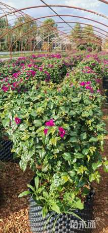 高度20厘米三角梅