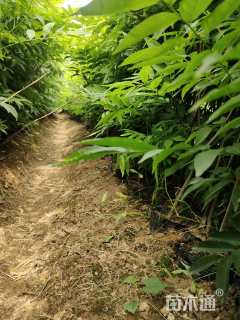 高度125厘米无患子小苗